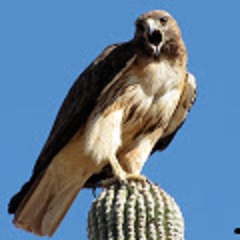 hawk on saguaro near houses in phoenix